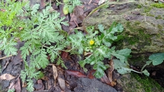 Senecio vulgaris