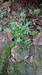 Senecio vulgaris