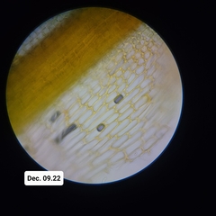 Encalypta rhaptocarpa