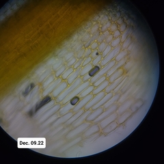 Encalypta rhaptocarpa