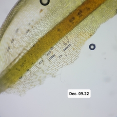 Encalypta rhaptocarpa