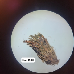 Encalypta rhaptocarpa