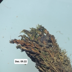 Encalypta rhaptocarpa