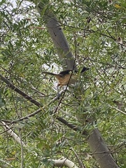 Laniarius ferrugineus