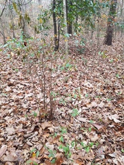 Ditrysinia fruticosa