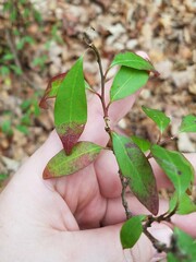 Ditrysinia fruticosa