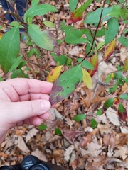 Ditrysinia fruticosa