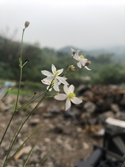 Thalictrum foeniculaceum