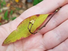 Ditrysinia fruticosa