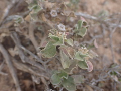 Mesembryanthemum aitonis