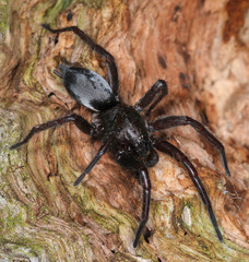 Scotophaeus quadripunctatus