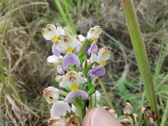 Brachycorythis pubescens