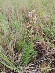 Brachycorythis pubescens