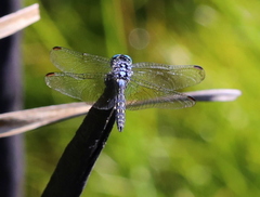 Trithemis stictica