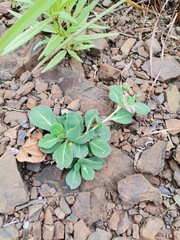 Corbichonia decumbens