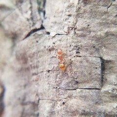 Temnothorax schaumii