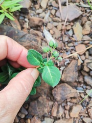 Corbichonia decumbens