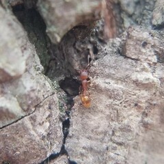 Temnothorax schaumii