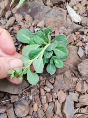 Corbichonia decumbens