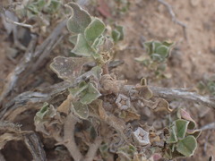 Mesembryanthemum aitonis