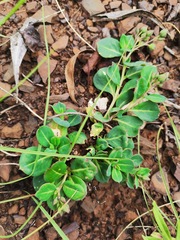 Corbichonia decumbens