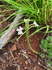 Chascanum