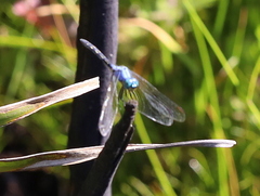 Trithemis stictica