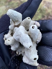 Halichondria panicea