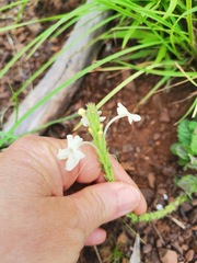Chascanum