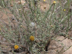 Pentzia incana