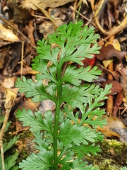 Asplenium rutifolium