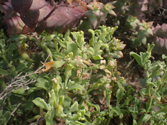 Mesembryanthemum aitonis