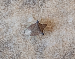 Carpocorini
