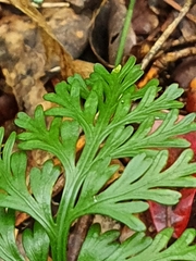 Asplenium rutifolium