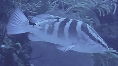 Epinephelus striatus
