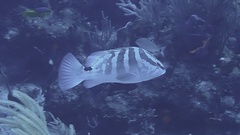 Epinephelus striatus
