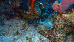 Epinephelus striatus