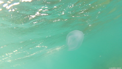 Phyllorhiza punctata