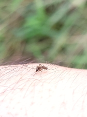 Aedes taeniorhynchus