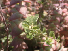 Grewia robusta