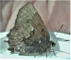 Callophrys henrici