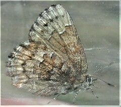 Callophrys niphon