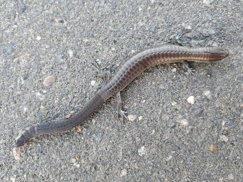 Iphisa elegans