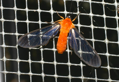 Cosmosoma batesii