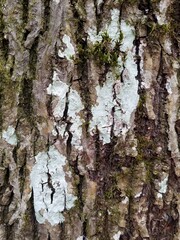 Phlyctis boliviensis