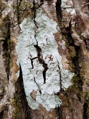 Phlyctis boliviensis