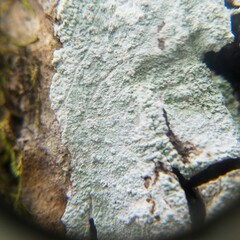 Phlyctis boliviensis