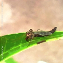 Chironomidae
