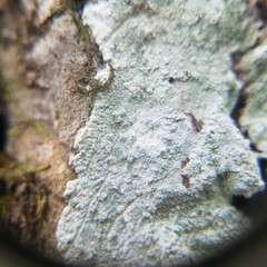 Phlyctis boliviensis