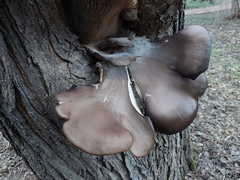 Pleurotus